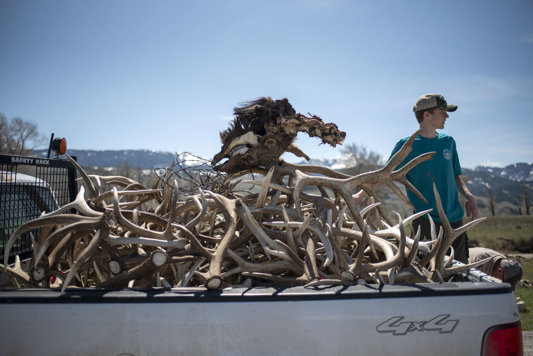 Boy Scouts antler collection